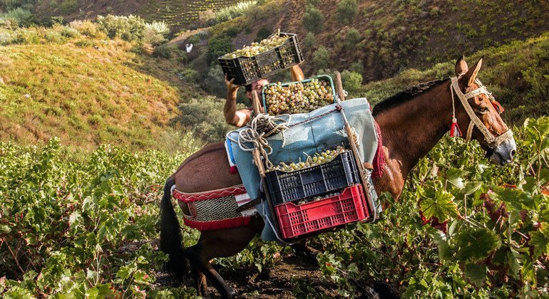 Malaga Raisin Production System in Axarquia, Spain.