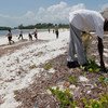 肯尼亚当地的海洋保护人员正在清理冲上沙滩的塑料。