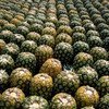 The skins of the pineapple fruit can be transformed into biodegradable packaging.