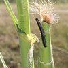 Armyworm eating on maize cob in Lesotho.  (file)