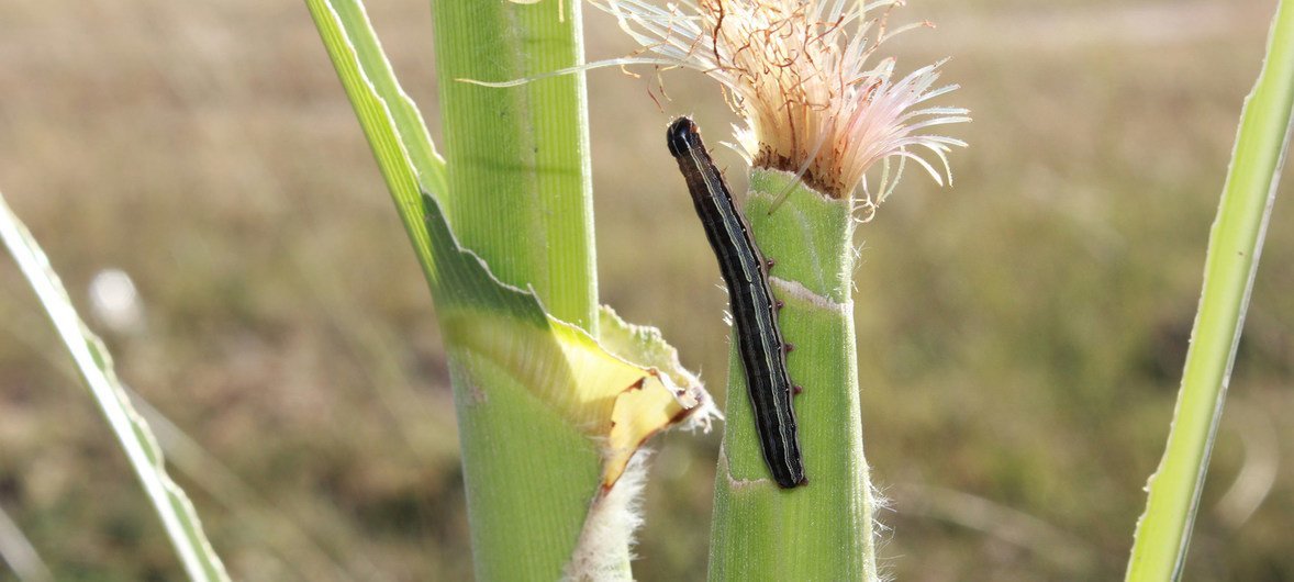 Armyworm eating on maize cob in Lesotho.  (file)