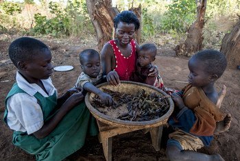 عائلة تتناول وجبة يومية من البازلاء المجففة في المنزل في منطقة بالاكا في ملاوي
