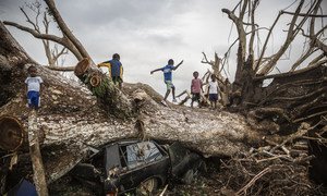 Des enfants jouent sur un arbre tombé lors du cyclone Pam du 13 mars 2015 et s'est écrasé sur une voiture à la périphérie de Port Vila à Vanuatu.