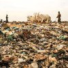 塞内加尔一位牧民赶着的牛群踩上了一堆垃圾。