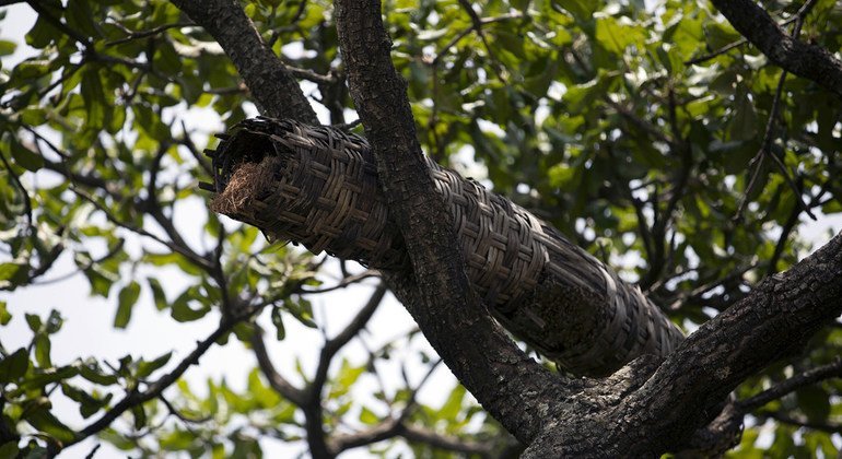 Beekeepers collect honey in the forest using traditional methods including beehives made from bamboo.