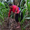 Una mujer indígena cultiva maíz en Sibundoy, Colombia. 