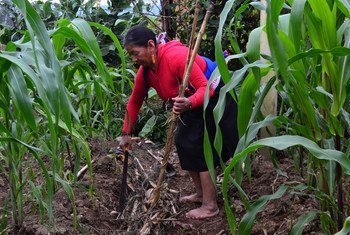 Una mujer indígena cultiva maíz en Sibundoy, Colombia. 