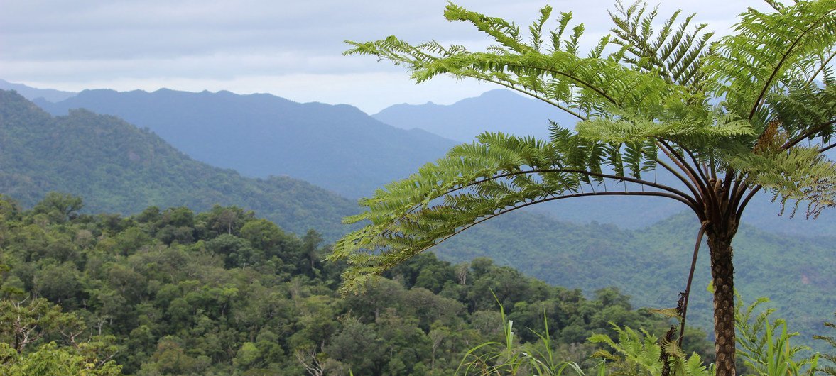 Une aire de conservation de la forêt communautaire de Dalaikoro, Fidji. La couverture forestière est vitale pour maintenir l'écosystème dans la région. 