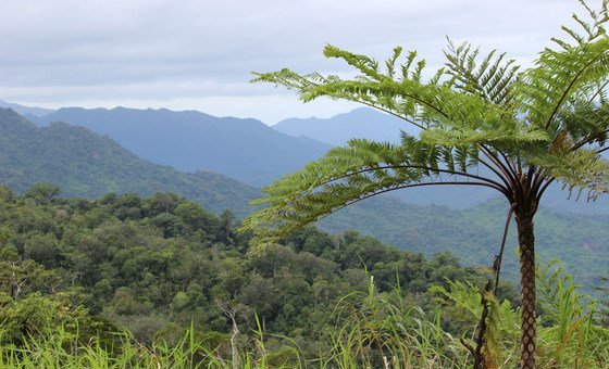 A community forest conservation area in Dalaikoro, Fiji. Forest cover is vital to maintain the ecosystem in the region, which is in turn critical for communities in the Pacific island nation.