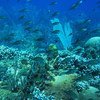 شعاب مرجانية صحية في خليج مولينير ، منطقة محمية بحرية في غرينادا.