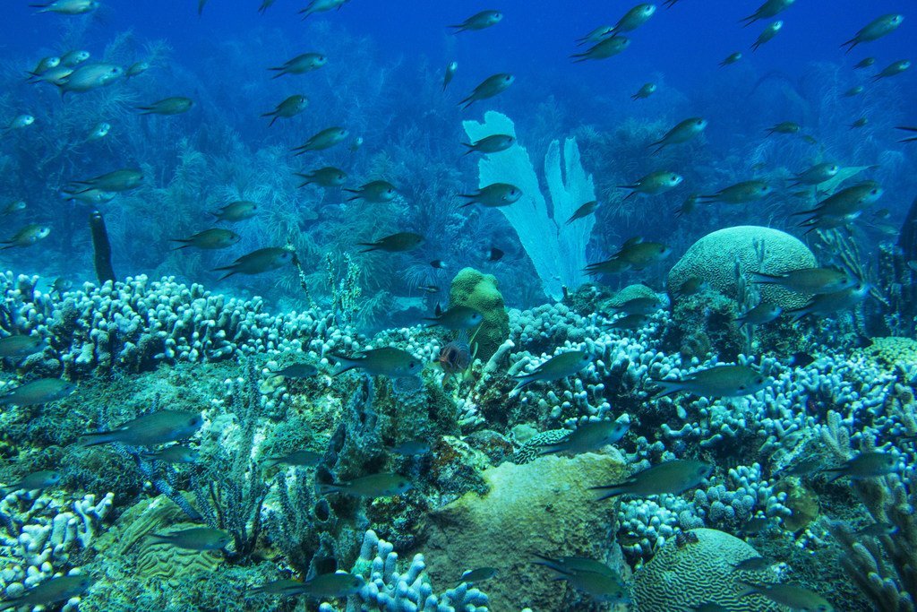 珊瑚礁生态系统中居住着全球四分之一的海洋生物，为数百万人提供食物来源。图为格林纳达海洋保护区的一处健康的珊瑚礁。