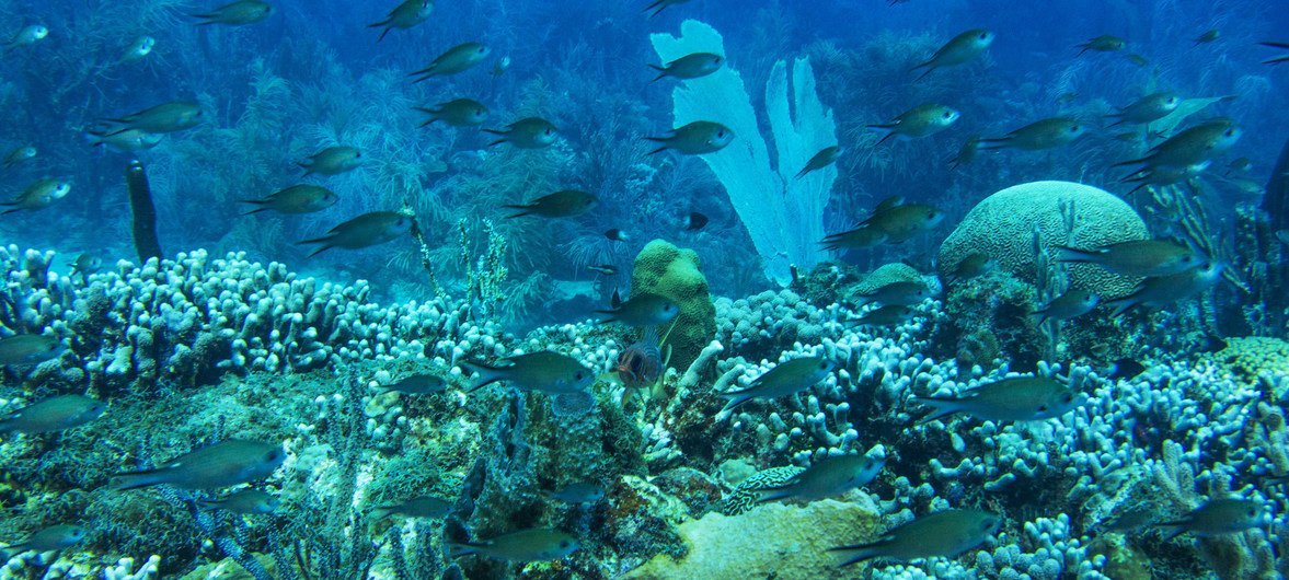شعاب مرجانية صحية في خليج مولينير، وهي منطقة محمية بحرية في غرينادا.