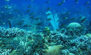 Coral reef ecosystems house 25 per cent of all marine life, feeding hundreds of millions of people. A healthy reef at Molinere Bay, Marine Protected Area in Grenada.