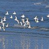 Les sanderlings, les petits échassiers illustrés ici, sont des oiseaux migrateurs de longue distance qui hivernent vers le sud jusqu'en Amérique du Sud, en Europe du Sud, en Afrique et en Australie.