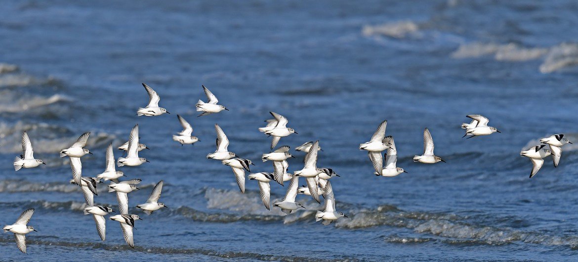 Sanderlings, the small wading birds pictured here, are long-distance migrants, wintering south to South America, South Europe, Africa, and Australia.