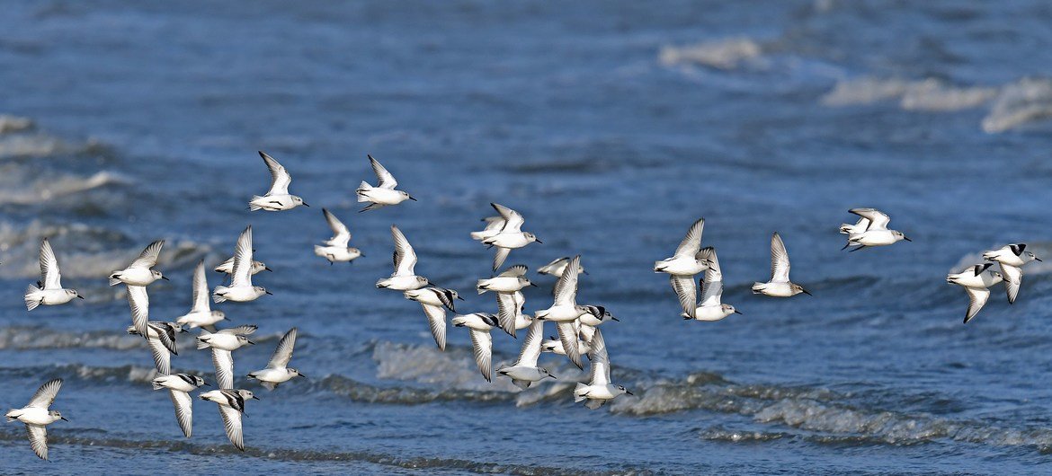 Les sanderlings, les petits échassiers illustrés ici, sont des oiseaux migrateurs de longue distance qui hivernent vers le sud jusqu'en Amérique du Sud, en Europe du Sud, en Afrique et en Australie.