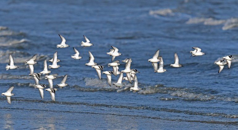 Перелетные птицы сталкиваются с серьезными угрозам на пути миграции 