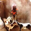 一位马里牧民正在照顾她从粮农组织援助项目中获得的羊群。