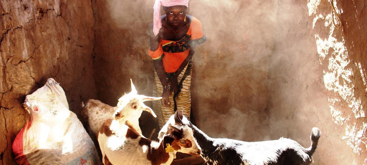 Oumou s'occupent des chèvres qu'elle a reçues de la FAO dans le cadre du programme des transferts productifs / CASH + dans la ville de Guetema, située dans la région de Kayes, au Mali