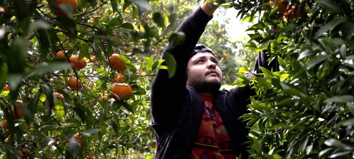 اللاجئ الأفغاني مجتبى الحسيني يجمع ثمار البرتقال في مزرعة بجزيرة كريت.