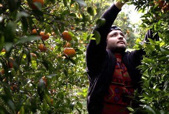 اللاجئ الأفغاني مجتبى الحسيني يجمع ثمار البرتقال في مزرعة بجزيرة كريت.