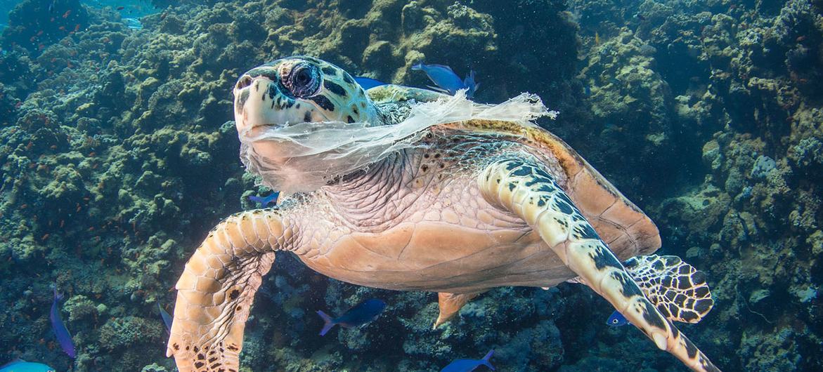 La pollution par le plastique menace la vie marine dans les océans.