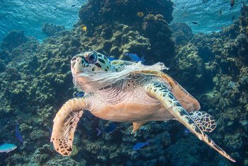 La pollution par le plastique menace la vie marine dans les océans.
