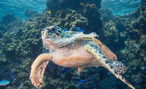 Plastic pollution in the world's oceans is threatening marine life