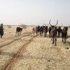 Los pastores llevan sus animales a beber agua en Niger.