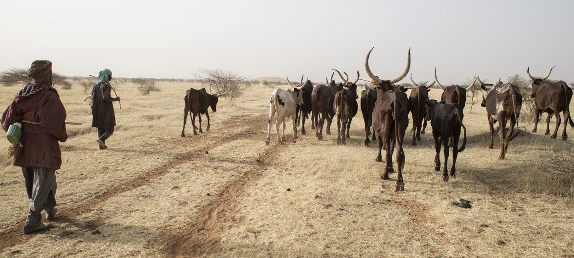 Des bergers amènent leurs animaux à une source d'eau au Niger.