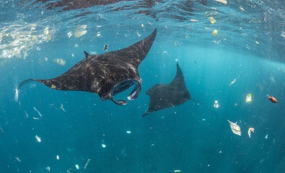 Manta rays in Bali, Indonesia navigate through plastic pollution.