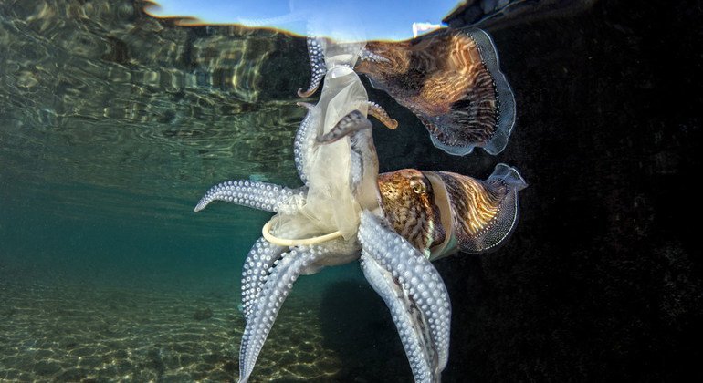 鱼类和其他海洋生物经常将塑料误认为食物，但如果摄入的话，对它们而言可能会致命。