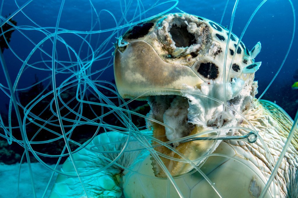 Discarded fishing lines and hooks are also deadly; this decomposing green turtle was ensnared in the Bahamas in the Caribbean Sea.