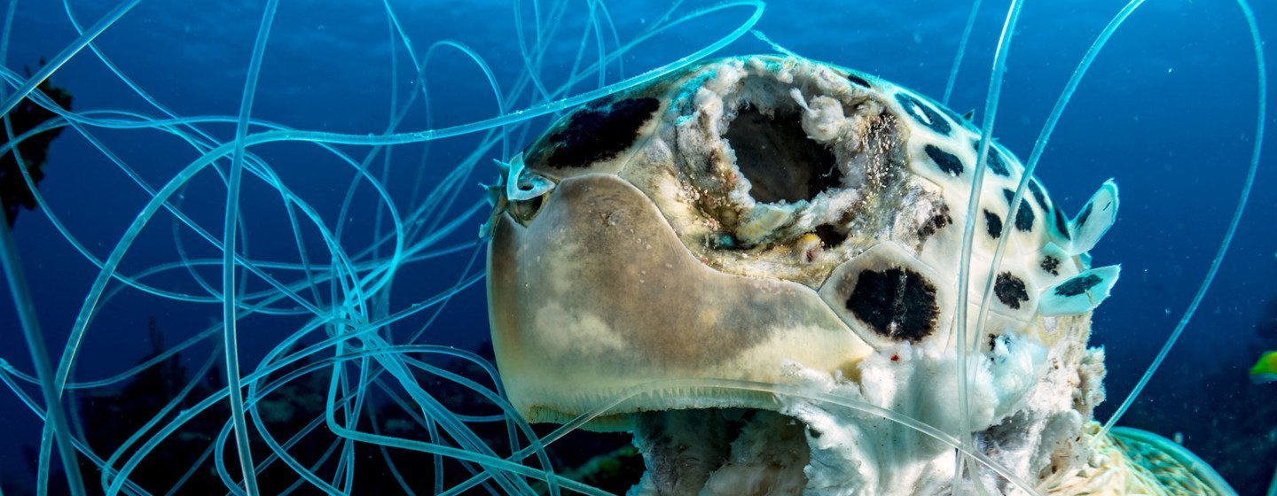 Artes de pesca descartadas pueden ser mortales. Esta tortuga verde falleció en el mar Caribe en las Bahamas.