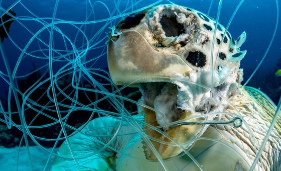 Tartaruga, no mar das Bahamas, vítima da poluíção dos oceanos.