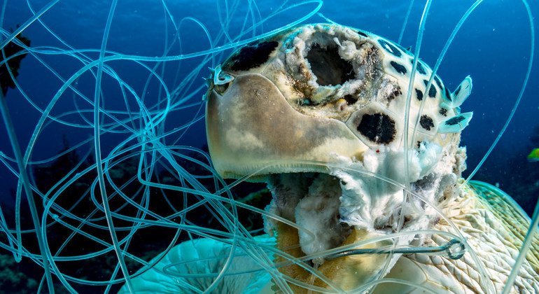 Ghost Fishing Nets Killing Marine Life