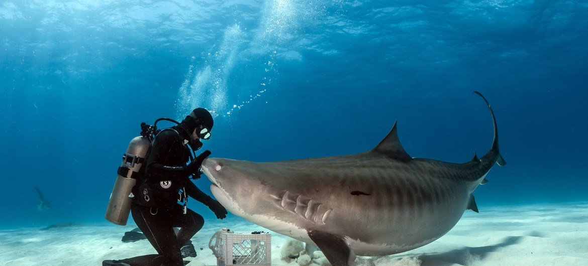 Тигровая акула приблизилась к подводному ныряльщику. Загрязнение морей пластиком несет угрозу биоразнообразию мирового океана.