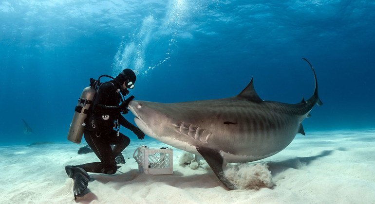 一只虎鲨在巴哈马与潜水员互动。