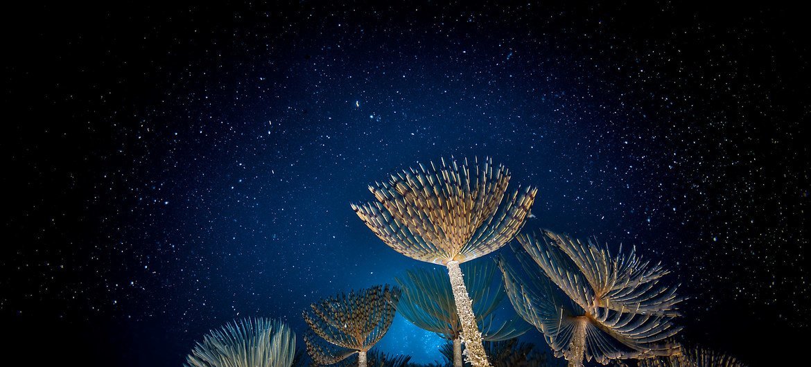 На этом фото изображены сабеллиды – сидячие многощетинковые черви - в Средиземном море у побережья Италии