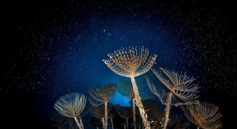 Domenico Tripodi’s image of dusted feather worms taken in Reggio Calabria, Italy, in the Mediterranean Sea.