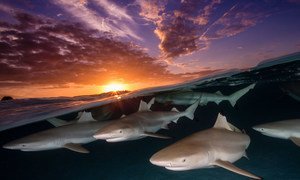 Un grupo de tiburones de punta negra bajo la puesta de sol de Moorea, en la Polinesia Francesa. 