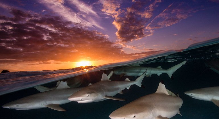 Un grupo de tiburones de punta negra bajo la puesta de sol de Moorea, en la Polinesia Francesa. 
