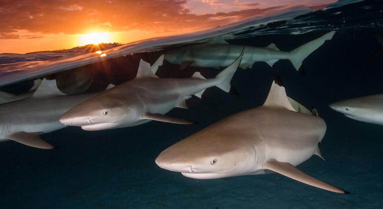 Un grupo de tiburones de punta negra bajo la puesta de sol de Moorea, en la Polinesia Francesa. 