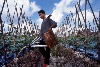 Arroser les plantes fait partie des tâches des enfants qui travaillent dans le secteur de l'agriculture dans le nord de Sumatra, en Indonésie.