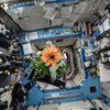 一朵百日菊漂浮在国际空间站的命运号实验舱内，这是美国国家航空航天局宇航员林德格伦在2015年11月16日开启的空间花卉植物实验的一部分。