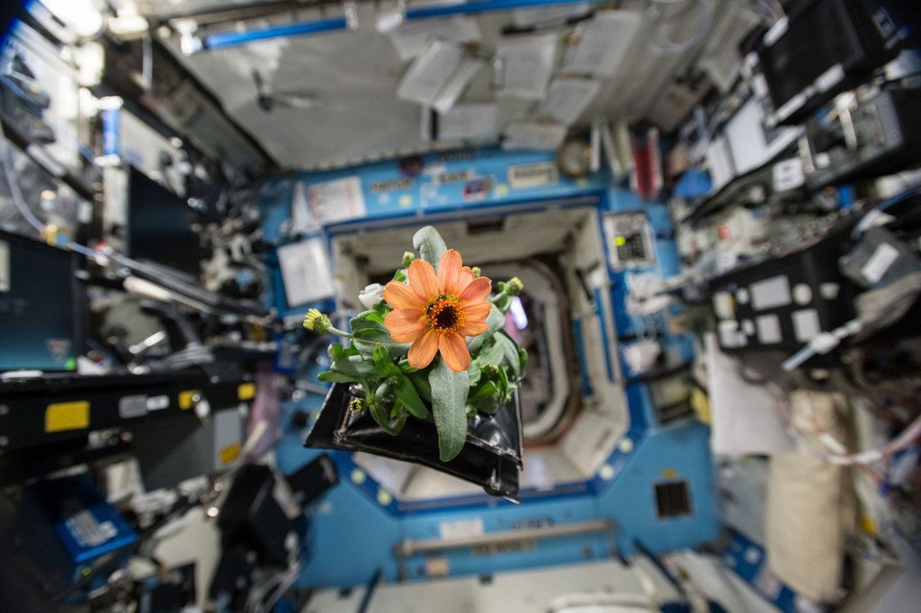 На Международной космической станции регулярно проводятся научные эксперименты с использованием растений.