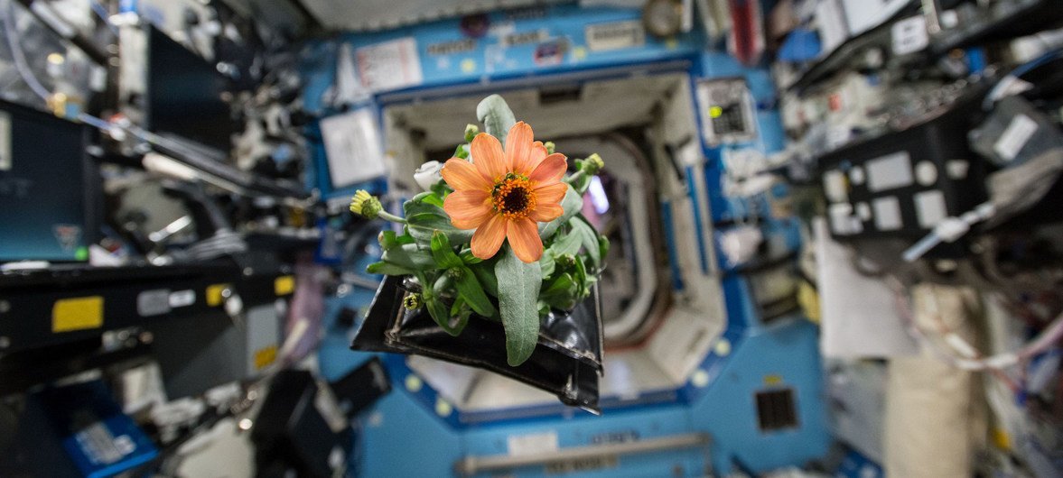 一朵百日菊漂浮在国际空间站的命运号实验舱内，这是美国国家航空航天局宇航员林德格伦在2015年11月16日开启的空间花卉植物实验的一部分。