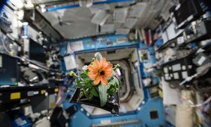 A Zinnia plant pillow floats in zero-gravity, on board the International Space Station. The football pitch sized space platform was built through combined efforts European countries, represented by the European Space Agency; the US Space Agency, NASA; Japanese space agency, JAXA; Canadian space agency, CSA; and the Russian space agency, Roscosmos.