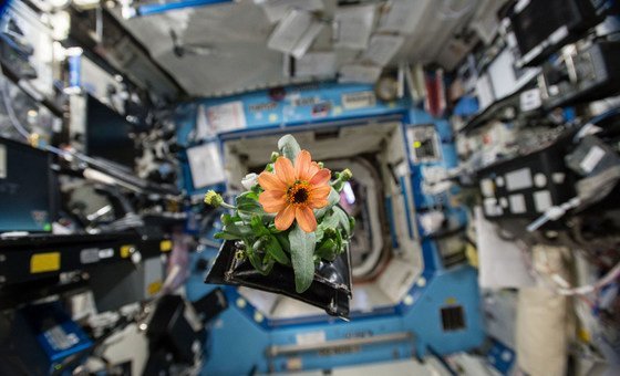 अंतरराष्ट्रीय अंतरिक्ष स्टेशन में यूएस डेस्टिनी लैबोरेटरी में एक फूल पौधा. नासा ने फूलों की पौध उगाने का ये प्रयोग 16 नवंबर 2015 को शुरू किया था. 