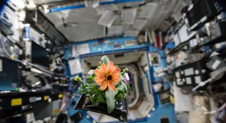 Una flor flota en el laboratorio espacial estadounidense de la Estación Espacial Internacional.